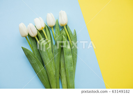 Beautiful white tulips on multicolored paper backgrounds with copy space. Spring, summer, flowers, color concept, women's day Beautiful white tulips on multicolored paper backgrounds with copy space. Spring, summer, flowers, color concept, women's day 63149182