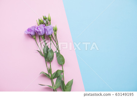 Beautiful eustoma on multicolored paper backgrounds with copy space. Spring, summer, flowers, color concept. Flower delivery 63149195