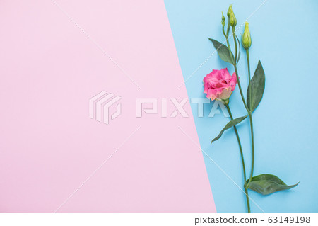 Beautiful eustoma on multicolored paper backgrounds with copy space. Spring, summer, flowers, color concept. Flower delivery 63149198