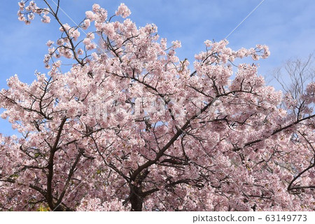 Cherry tree in full bloom Cherry tree in full bloom 63149773