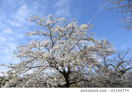 Cherry tree in full bloom Cherry tree in full bloom 63149774