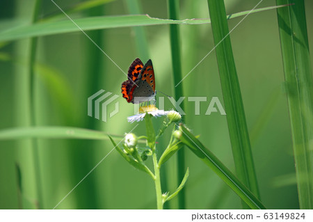 花蕾和花 63149824