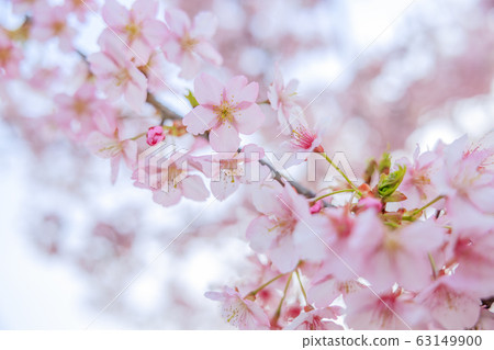 Kawazu cherry tree Kawazu cherry tree 63149900