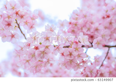Kawazu cherry tree Kawazu cherry tree 63149907