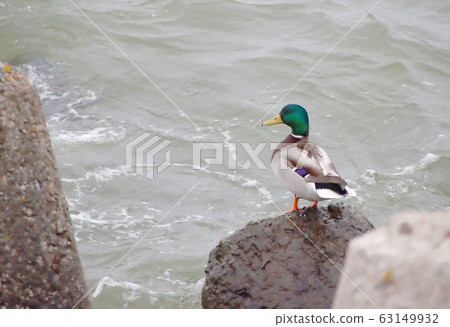 Wild duck by the sea water. Wild duck by the sea water. 63149932