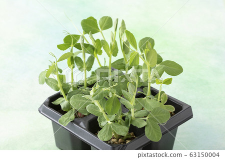 Snap peas seedlings 63150004