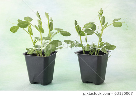 Snap peas seedlings Snap peas seedlings 63150007