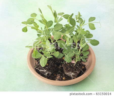 Snap peas seedlings Snap peas seedlings 63150014