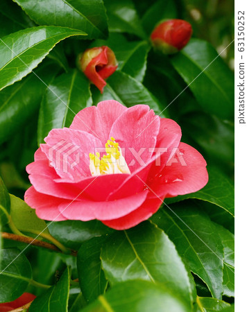 Beautiful camellia (natural texture) 63150252