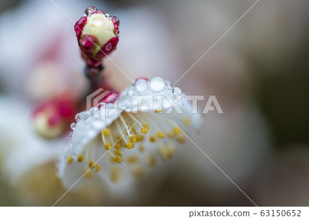 Plum blossoms of Tsutsumi housing complex Miyagi Ogawara 63150652