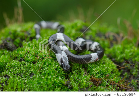 Malayan Banded Wolf Snake (Lycodon subcinctus) 63150694