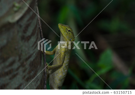 Oriental Garden Lizard sitting on tree bark Oriental Garden Lizard sitting on tree bark 63150715