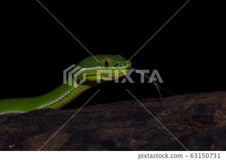 Close up Yellow-lipped Green Pit Viper snake Close up Yellow-lipped Green Pit Viper snake 63150731