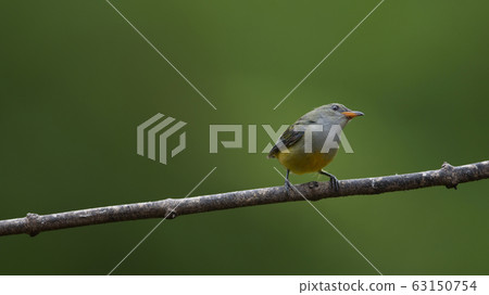 colorful bird Orange-bellied Flowerpecker 63150754