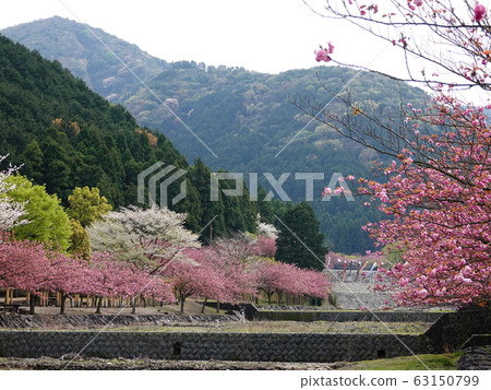 岐阜縣會津市羽田丹丹公園的櫻花水壩和薩博水壩的風景 63150799