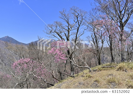 Aoyama azalea blooming in the forest of Okunikko and Mt. Aoyama azalea blooming in the forest of Okunikko and Mt. 63152002