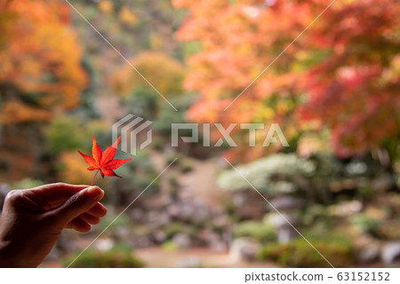 Shiga Prefecture Maibara City Garden of Autumn Leaves at Sekitakiji Tokugenin Red Autumn Leaves 63152152