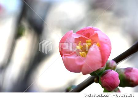 模糊的鮮花 63152195