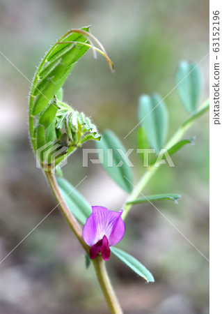 卡拉蘇諾豌豆 63152196