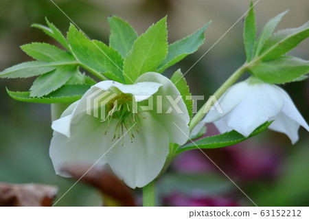 Winter lady 63152212