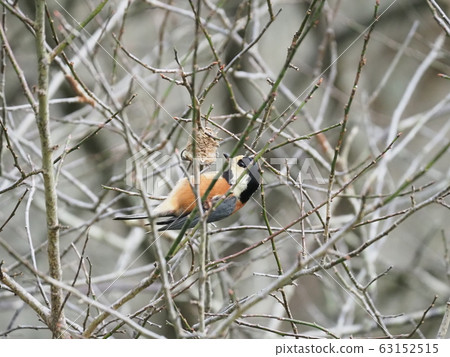 Eggs of vape and mantis 63152515