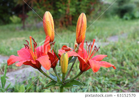 Orange lily in drops of rain in garden 63152570
