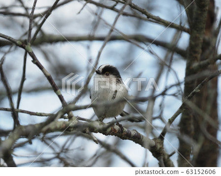 Enaga spring 63152606