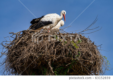 White Stork, Ciconia ciconia in Jerez de la 63152659