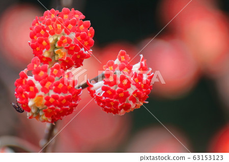 日本紙的原料 63153123