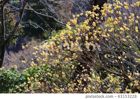 Raw materials for Japanese paper Raw materials for Japanese paper 63153228