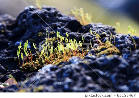 Moss 63153467