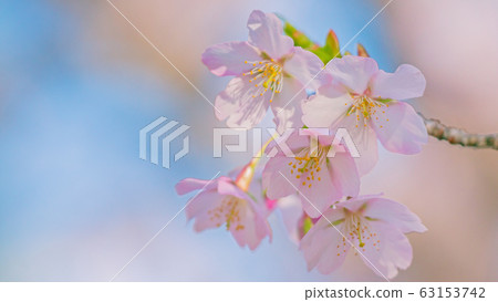 Sakura 16: 9 63153742