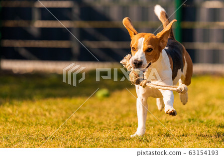 Happy beagle dog running with flying ears towards Happy beagle dog running with flying ears towards 63154193