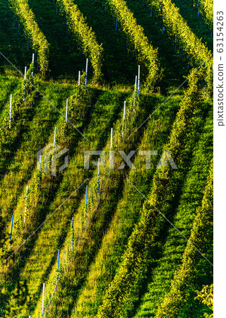 Rows Of Vineyard Grape Vines. Autumn Landscape. Rows Of Vineyard Grape Vines. Autumn Landscape. 63154263