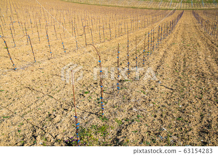 Panorama of Vineyards. Kastenburg south Styria 63154283