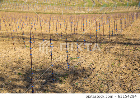 Panorama of Vineyards. Kastenburg south Styria Panorama of Vineyards. Kastenburg south Styria 63154284