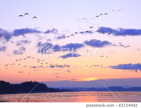 伊豆沼的早晨 63154492