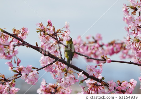 盛開的河津櫻＆白眼：櫻花樹：霍亞河 63154939