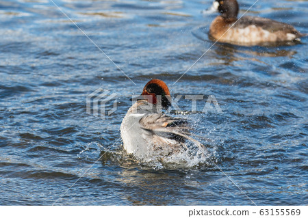 American duck bathing in Bank Bar, British Columbia, Canada 63155569