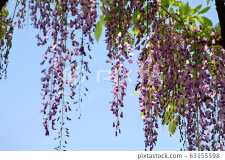 Blue sky and wisteria flower 63155598