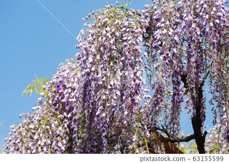 Blue sky and wisteria flower Blue sky and wisteria flower 63155599