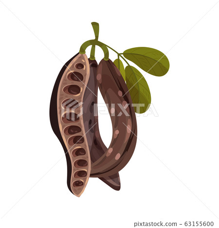 Carob Pods Hanging on Tree Branch Inside Isolated on White Background Vector Illustration 63155600