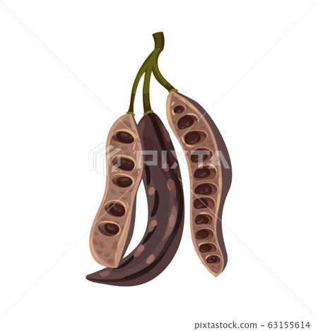Carob Pod with Seeds Inside Isolated on White Background Vector Illustration 63155614