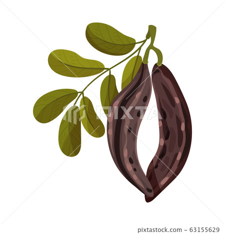 Carob Pods Hanging on Tree Branch Inside Isolated on White Background Vector Illustration 63155629