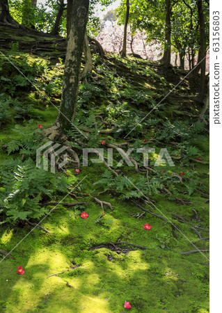 Seongnam-myeon Ume camellia Seongnam-myeon Ume camellia 63156803