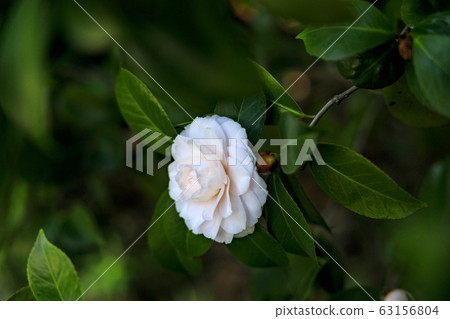 Seongnam-myeon Ume camellia Seongnam-myeon Ume camellia 63156804