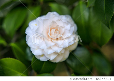 Seongnam-myeon Ume camellia Seongnam-myeon Ume camellia 63156805
