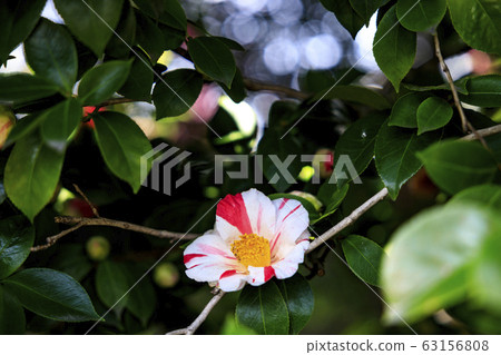 Seongnam-myeon Ume camellia 63156808