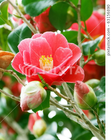 Beautiful camellia (natural texture) 63156890