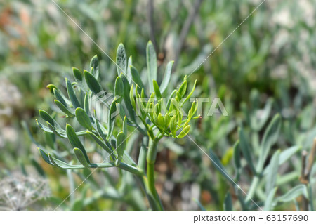 Sea fennel Sea fennel 63157690